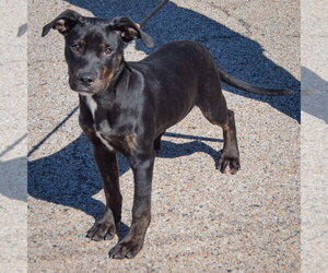Finch - Male American Staffordshire Terrier-Rottweiler Mix Dog for Adoption - Photo #2