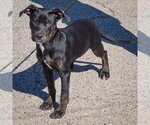 Small Photo #2 American Staffordshire Terrier-Rottweiler Mix Puppy For Sale in Huntley, IL, USA
