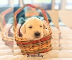 Small Photo #10 Golden Retriever Puppy For Sale in CHIPPEWA FALLS, WI, USA
