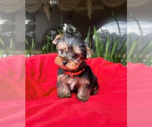 Yorkshire Terrier Dogs for adoption in SAN DIEGO, CA, USA