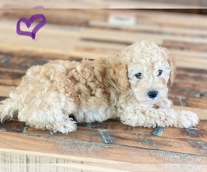 Goldendoodle (Miniature) Puppy for sale in PALESTINE, TX, USA