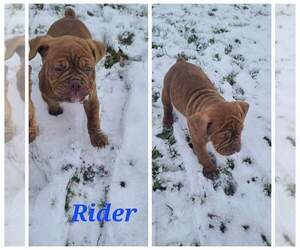 Olde English Bulldogge Puppy for sale in WHEELER, MI, USA