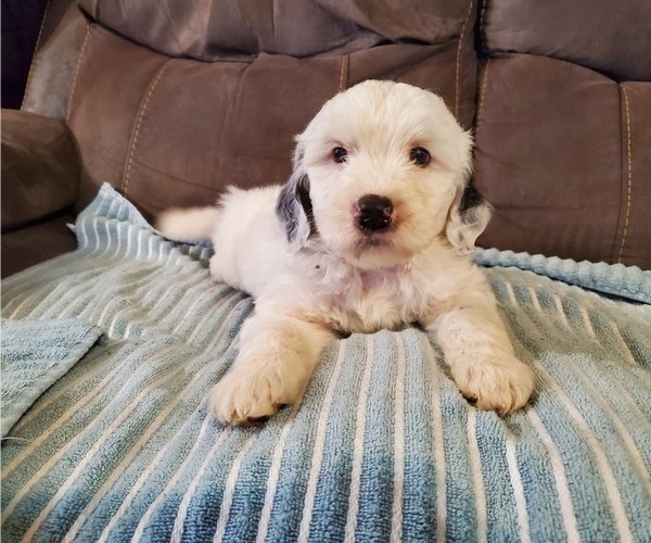 Medium Photo #8 Bernedoodle (Miniature) Puppy For Sale in LEETONIA, OH, USA