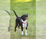 Small #7 Mutt