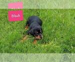 Small Photo #6 Rottweiler Puppy For Sale in COLUMBIA, MO, USA