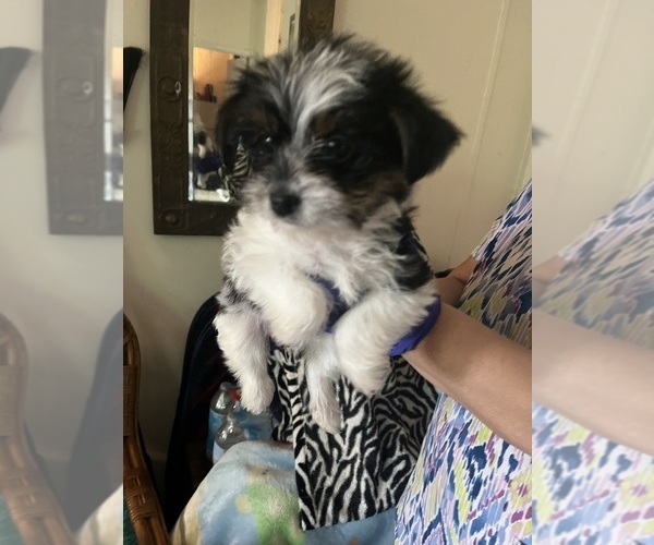 Medium Photo #8 Shorkie Tzu Puppy For Sale in LEBANON, OR, USA