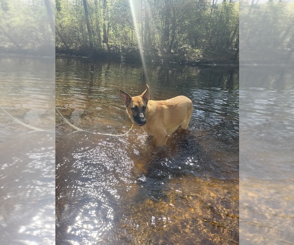 Medium Photo #1 Belgian Malinois Puppy For Sale in TOMS RIVER, NJ, USA