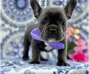 French Bulldog Puppy for sale in LANCASTER, PA, USA