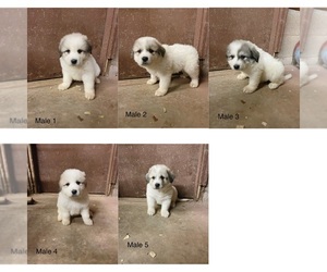 Great Pyrenees Puppy for sale in RIPLEY, WV, USA