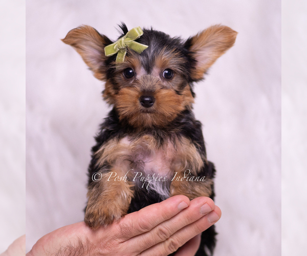 Medium Photo #37 Yorkshire Terrier Puppy For Sale in WARSAW, IN, USA