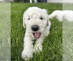 Small Komondor
