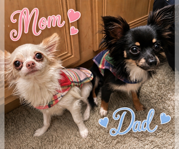 Medium Photo #1 Chihuahua Puppy For Sale in MANSFIELD, TX, USA