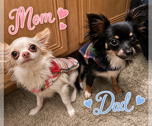 Mother of the Chihuahua puppies born on 04/03/2026