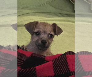 June Bug - Female Mutt Dog for Adoption - Photo #3