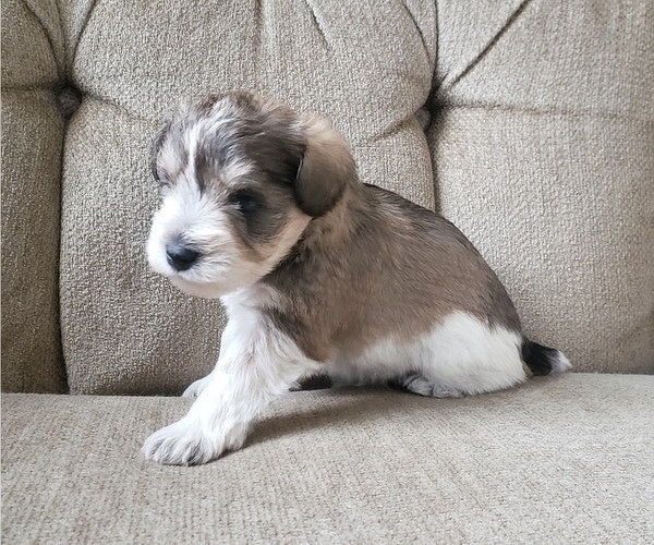 Full screen Photo #7 Schnauzer (Miniature) Puppy For Sale in LEESBURG, VA, USA