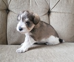 Small Photo #7 Schnauzer (Miniature) Puppy For Sale in LEESBURG, VA, USA