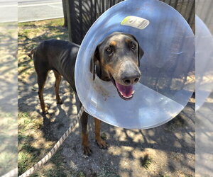 Doberman Pinscher Dogs for adoption in Long Beach, CA, USA