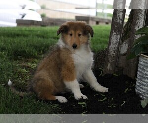 Collie Puppy for sale in FREDERICKSBG, OH, USA
