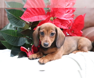 Dachshund Dog for Adoption in SHILOH, Ohio USA