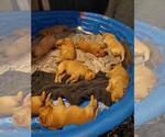 Small Photo #2 Golden Retriever Puppy For Sale in PERRIS, CA, USA