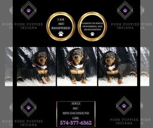 Dachshund Puppy for sale in WARSAW, IN, USA