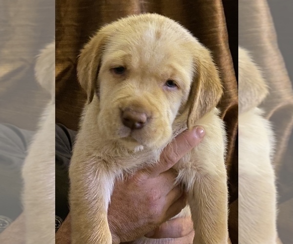 Medium Photo #1 Labrador Retriever Puppy For Sale in LEESBURG, GA, USA