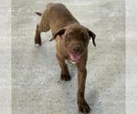 Small #3 Labrador Retriever Mix