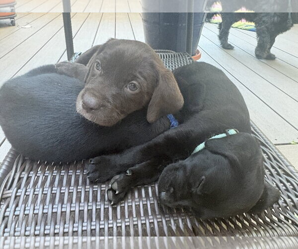Medium Photo #4 Labrador Retriever-Unknown Mix Puppy For Sale in Bellevue, WA, USA