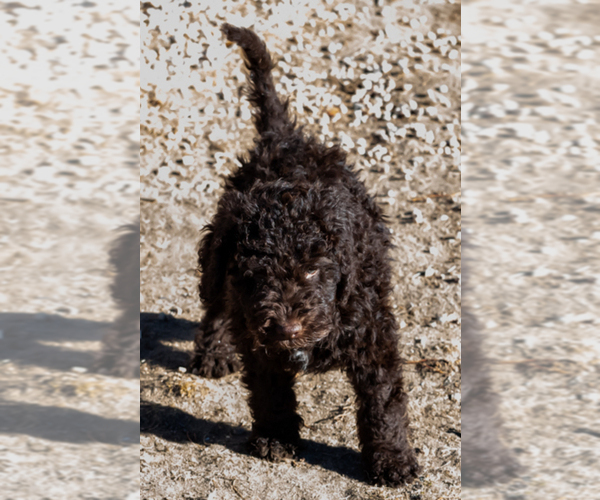 Medium Photo #25 Spanish Water Dog Puppy For Sale in SIMLA, CO, USA