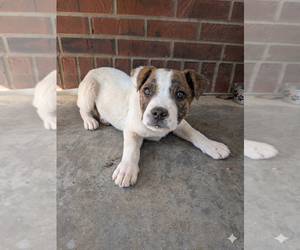 Mutt Dogs for adoption in Vail, AZ, USA