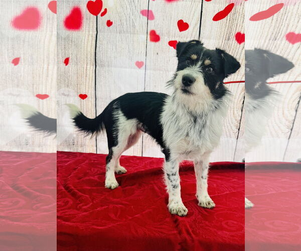 Medium Photo #5 Parson Russell Terrier-Unknown Mix Puppy For Sale in Lake Elsinore, CA, USA