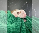 Small Photo #61 Boston Terrier Puppy For Sale in TULARE, CA, USA