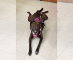 Small #1 Mutt