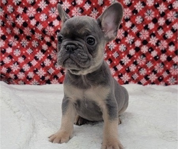 Medium Photo #12 French Bulldog Puppy For Sale in BLAKESBURG, IA, USA
