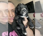 Small Photo #13 Bernedoodle Puppy For Sale in BELMONT, NC, USA