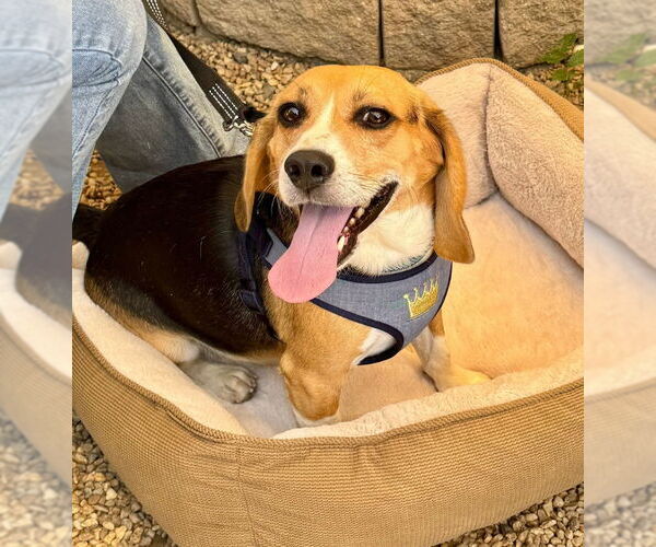 Medium Photo #2 Beagle Puppy For Sale in Fairfax, VA, USA