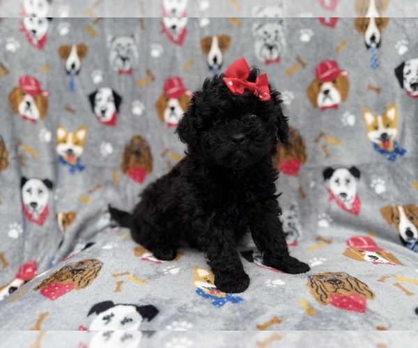 Medium Photo #8 Shih-Poo Puppy For Sale in LAKELAND, FL, USA