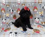 Small #7 Shih-Poo