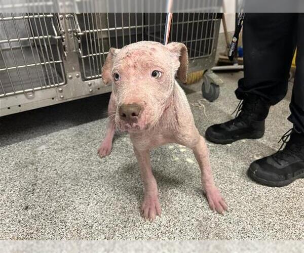 Medium Photo #1 American Pit Bull Terrier-Unknown Mix Puppy For Sale in Houston, TX, USA