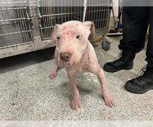 American Pit Bull Terrier-Unknown Mix Dogs for adoption in Houston, TX, USA