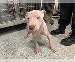 Small American Pit Bull Terrier Mix