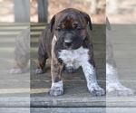 Small Photo #3 Australian Shepherd-Boxer Mix Puppy For Sale in ORRVILLE, OH, USA