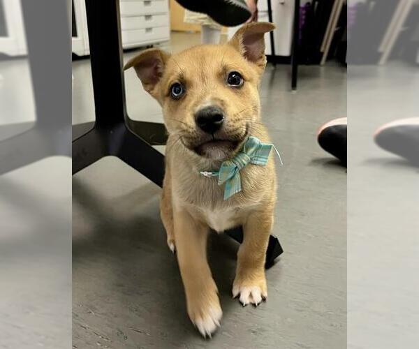 Medium Photo #1 Siberian Husky-Unknown Mix Puppy For Sale in San Francisco, CA, USA