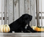 Small Photo #6 Aussiedoodle Puppy For Sale in FREDERICKSBURG, OH, USA