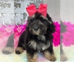 Small Photo #2 Miniature Bernedoodle Puppy For Sale in BULLARD, TX, USA