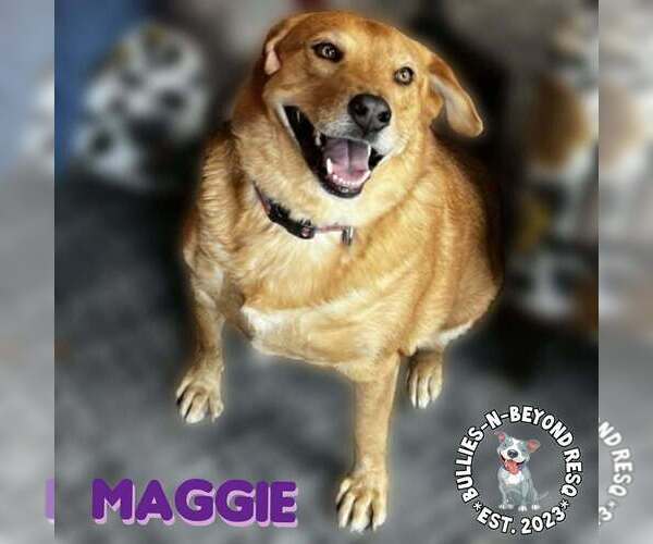 Medium Photo #2 Golden Labrador Puppy For Sale in Omaha, NE, USA