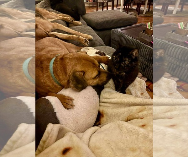 Medium Photo #3 American Pit Bull Terrier-Unknown Mix Puppy For Sale in Germantown, OH, USA