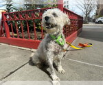 Small #4 Poodle (Miniature) Mix