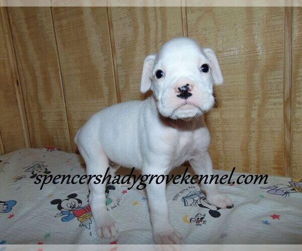 Medium Photo #6 Boxer Puppy For Sale in CABOOL, MO, USA