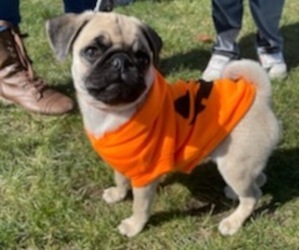 Pug Puppy for sale in GIRARD, OH, USA